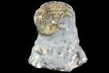 Sphenodiscus Ammonite - South Dakota #86204-1